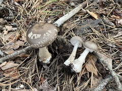 Amanita morrisii
