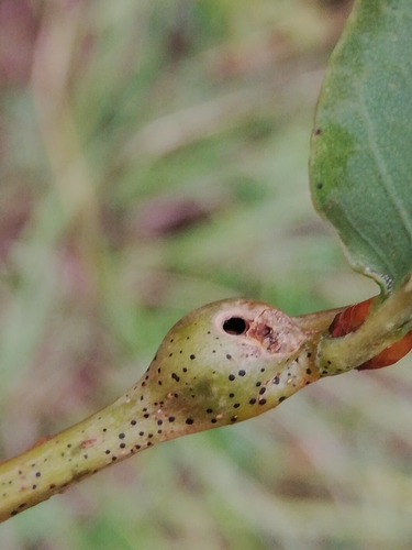 Oak Curved-leaf Gall Wasp