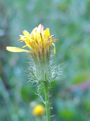 Crepis pyrenaica