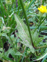 Crepis pyrenaica