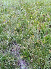 Crepis pyrenaica