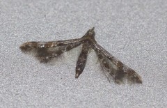 Oxychirota paradoxa