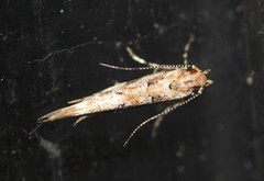 Anatrachyntis rileyi