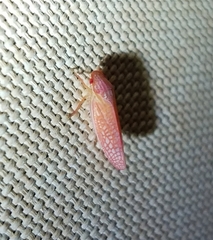 Gyponana gladia