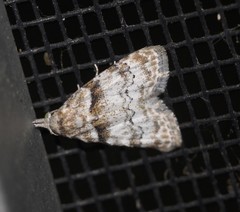 Nola euraphes