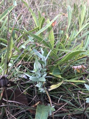 Symphyotrichum sericeum