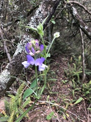 Lathyrus pubescens
