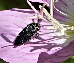 Acmaeodera ornatoides