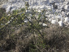 Castela tortuosa
