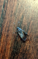 Arocatus melanocephalus