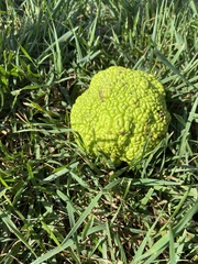 Maclura pomifera