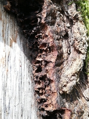 Andricus quercuscorticis