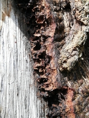 Andricus quercuscorticis