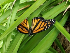 Danaus plexippus