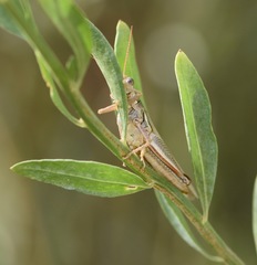 Melanoplus herbaceus