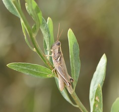 Melanoplus herbaceus