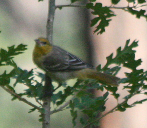 Icterus bullockii