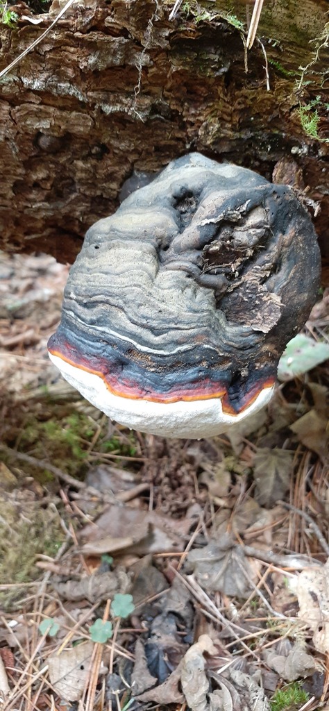 Fomitopsis pinicola · August 2021 · photo: © aurata (iNaturalist, cc-by)