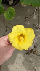 Hibiscus tiliaceus pernambucensis