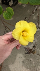 Hibiscus tiliaceus pernambucensis