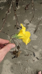 Hibiscus tiliaceus pernambucensis