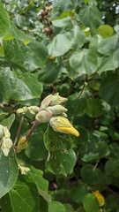 Hibiscus tiliaceus pernambucensis