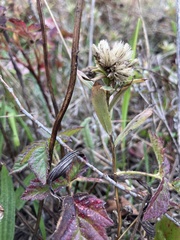 Sericocarpus rigidus