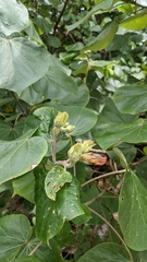 Hibiscus tiliaceus pernambucensis