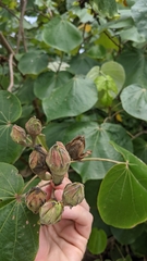 Hibiscus tiliaceus pernambucensis