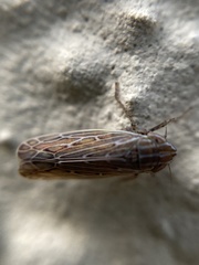 Arocephalus longiceps