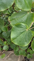 Hibiscus tiliaceus pernambucensis