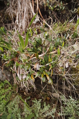 Elaphoglossum conforme