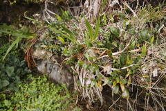 Elaphoglossum conforme