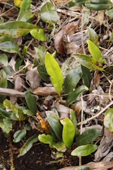 Elaphoglossum conforme