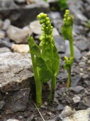 Botrychium lunaria image