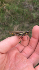 Stethophyma lineatum