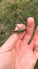 Stethophyma lineatum