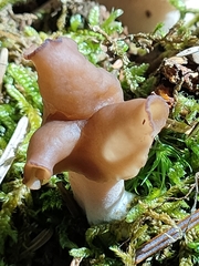 Discinaceae