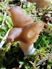 Discinaceae