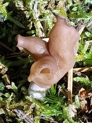 Discinaceae