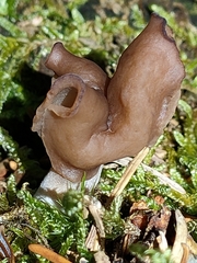 Discinaceae