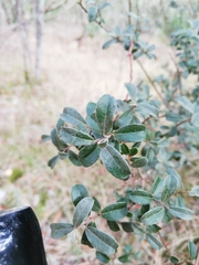 Salix repens argentea