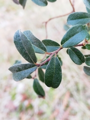 Salix repens argentea