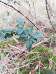 Salix repens argentea