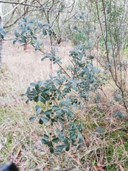 Salix repens argentea