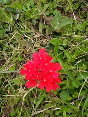 Glandularia peruviana