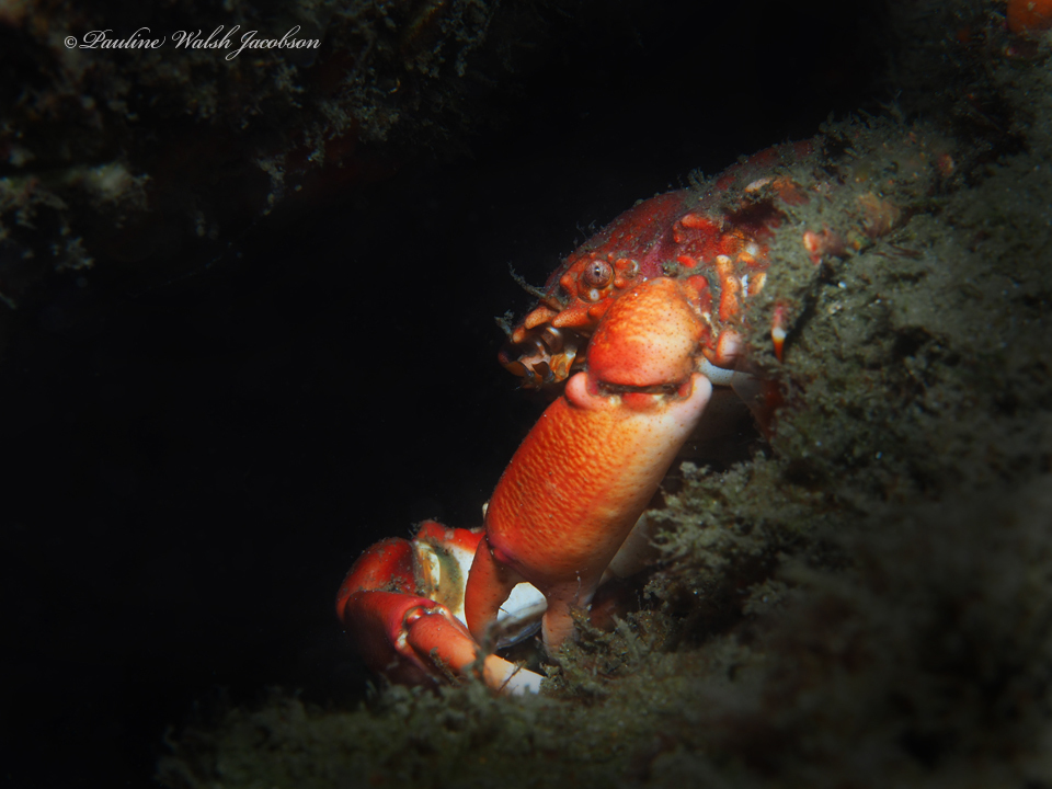 coral clinging crab