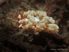 Dondice freddiemercuryi