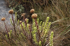 Pseudoselago serrata
