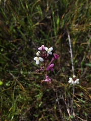 Triphysaria versicolor